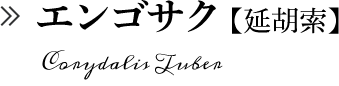 エンゴサク