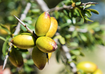 アルガニアスピノサ核油