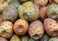 オプンチアフィクス