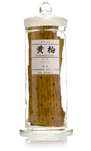 (黄柏)オウバク