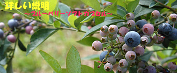 ブルーベリーソフトカプセルの詳しい説明